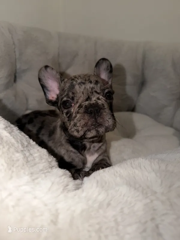 Oreo, a male French Bulldog for sale in West Palm Beach, FL – 1 of 7