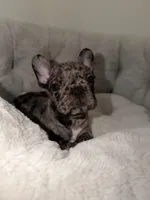 Oreo, a male French Bulldog for sale in West Palm Beach, FL – 1 of 7