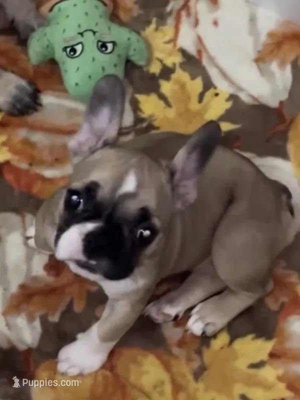 Remy – French Bulldog puppy for sale in West Palm Beach, FL