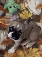 Remy, a female French Bulldog for sale in West Palm Beach, FL – 1 of 5