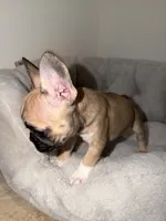 Remy, a female French Bulldog for sale in West Palm Beach, FL – 3 of 5
