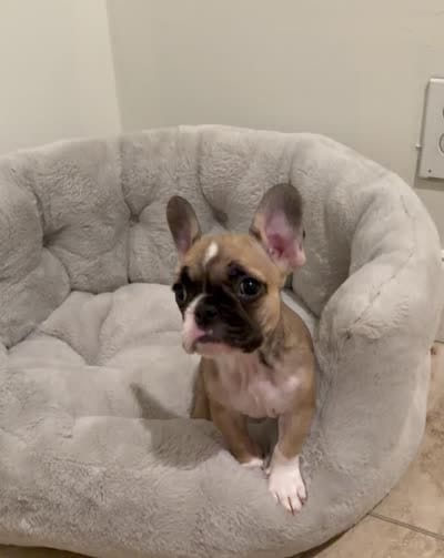 Remy, a female French Bulldog for sale in West Palm Beach, FL – 4 of 5