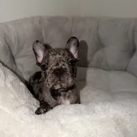 Oreo, a male French Bulldog for sale in West Palm Beach, FL – 3 of 7