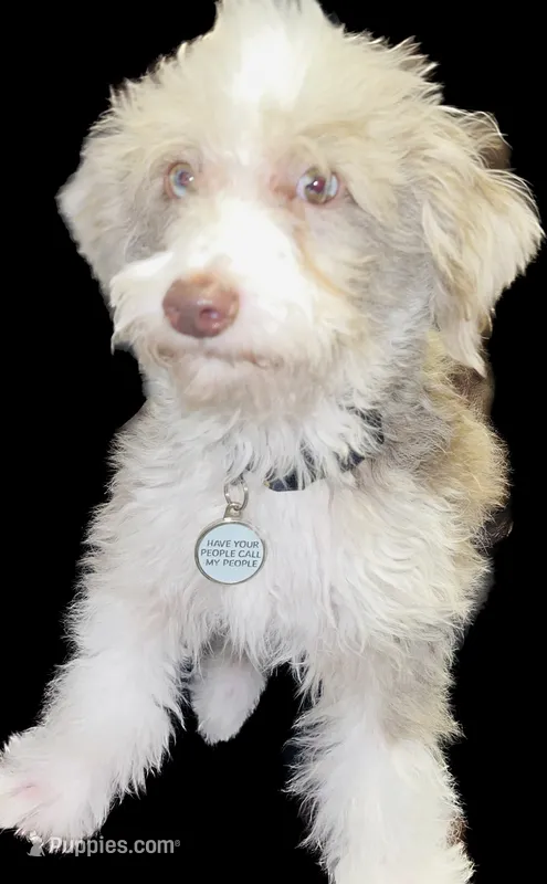 Max – Miniature Aussiedoodle puppy for sale in West Palm Beach, FL