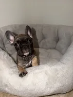 Coco, a female French Bulldog for sale in West Palm Beach, FL – 2 of 5