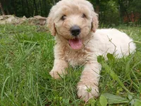 Samantha , a female Goldendoodle and Poodle - Standard  for sale in Gainesville, MO – 3 of 4