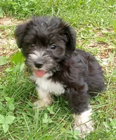 Bishop, a male Miniature Schnauzer and Havanese for sale in Gainesville, MO – 2 of 4