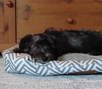Blythe        HYPOALLERGENIC , a male Miniature Schnauzer and Havanese for sale in Gainesville, MO – 6 of 10