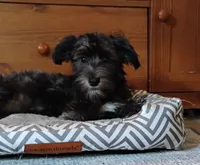 Blythe        HYPOALLERGENIC , a male Miniature Schnauzer and Havanese for sale in Gainesville, MO – 3 of 10
