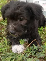 Bruce, a male Miniature Schnauzer and Havanese for sale in Gainesville, MO – 2 of 4