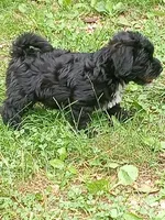 Buddy, a male Miniature Schnauzer and Havanese for sale in Gainesville, MO – 4 of 6