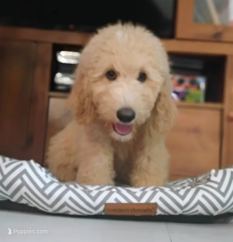 Max                     HYPOALLERGENIC  – Goldendoodle, Poodle - Standard  puppy for sale in Gainesville, MO