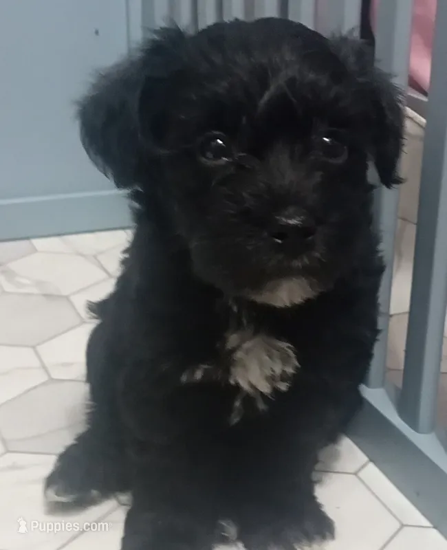 Bryton – Miniature Schnauzer, Havanese puppy for sale in Gainesville, MO