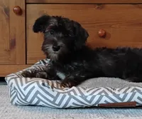 Blythe        HYPOALLERGENIC , a male Miniature Schnauzer and Havanese for sale in Gainesville, MO – 5 of 10