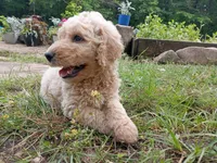 Max, a male Goldendoodle and Poodle - Standard  for sale in Gainesville, MO – 3 of 4