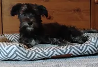 Blythe        HYPOALLERGENIC , a male Miniature Schnauzer and Havanese for sale in Gainesville, MO – 7 of 10