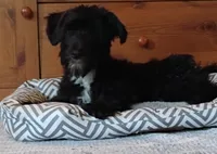 Buddy               HYPOALLERGENIC , a male Miniature Schnauzer and Havanese for sale in Gainesville, MO – 2 of 10