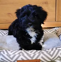 Buddy               HYPOALLERGENIC , a male Miniature Schnauzer and Havanese for sale in Gainesville, MO – 4 of 10