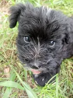 Brody , a male Miniature Schnauzer and Havanese for sale in Gainesville, MO – 4 of 4