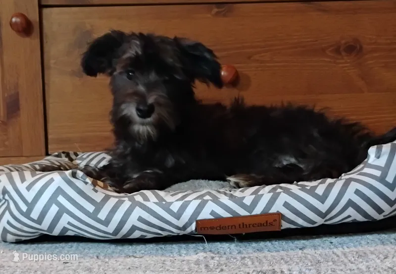 Blythe        HYPOALLERGENIC  – Miniature Schnauzer, Havanese puppy for sale in Gainesville, MO
