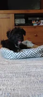 Buddy               HYPOALLERGENIC , a male Miniature Schnauzer and Havanese for sale in Gainesville, MO – 5 of 10