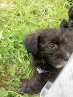 Blythe, a male Miniature Schnauzer and Havanese for sale in Gainesville, MO – 2 of 2