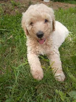Samantha , a female Goldendoodle and Poodle - Standard  for sale in Gainesville, MO – 4 of 4