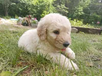 Charlie , a male Goldendoodle and Poodle - Standard  for sale in Gainesville, MO – 1 of 1
