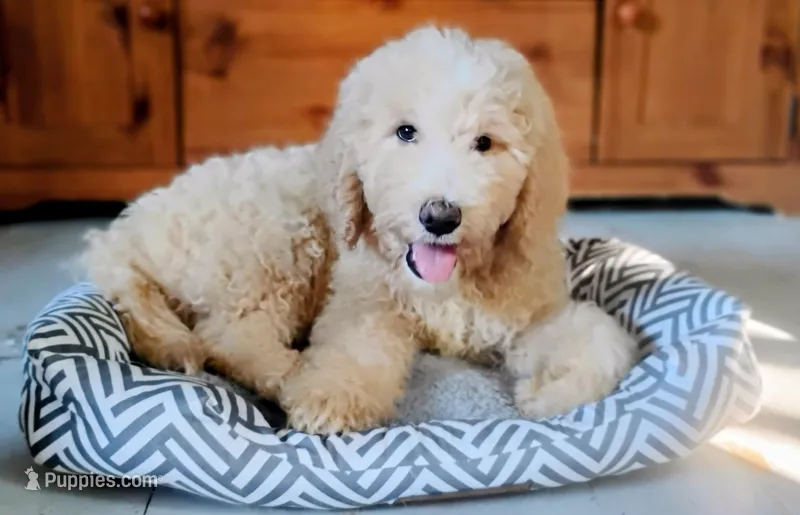 Remi               HYPOALLERGENIC  – Goldendoodle, Poodle - Standard  puppy for sale in Gainesville, MO