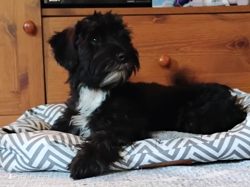 Buddy               HYPOALLERGENIC  – Miniature Schnauzer, Havanese puppy for sale in Gainesville, MO