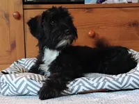 Buddy               HYPOALLERGENIC , a male Miniature Schnauzer and Havanese for sale in Gainesville, MO – 1 of 10