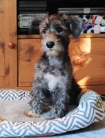 Bruce                 HYPOALLERGENIC , a male Miniature Schnauzer and Havanese for sale in Gainesville, MO – 3 of 9