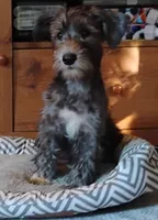 Bruce                 HYPOALLERGENIC , a male Miniature Schnauzer and Havanese for sale in Gainesville, MO – 2 of 9