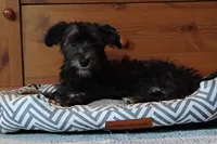 Blythe        HYPOALLERGENIC , a male Miniature Schnauzer and Havanese for sale in Gainesville, MO – 8 of 10