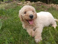 Samantha , a female Goldendoodle and Poodle - Standard  for sale in Gainesville, MO – 2 of 4