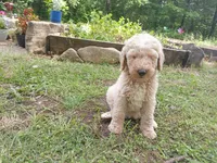 Teddy, a male Goldendoodle and Poodle - Standard  for sale in Gainesville, MO – 2 of 2