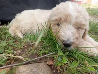 Remi, a male Goldendoodle and Poodle - Standard  for sale in Gainesville, MO – 2 of 3