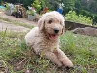 Max, a male Goldendoodle and Poodle - Standard  for sale in Gainesville, MO – 2 of 4