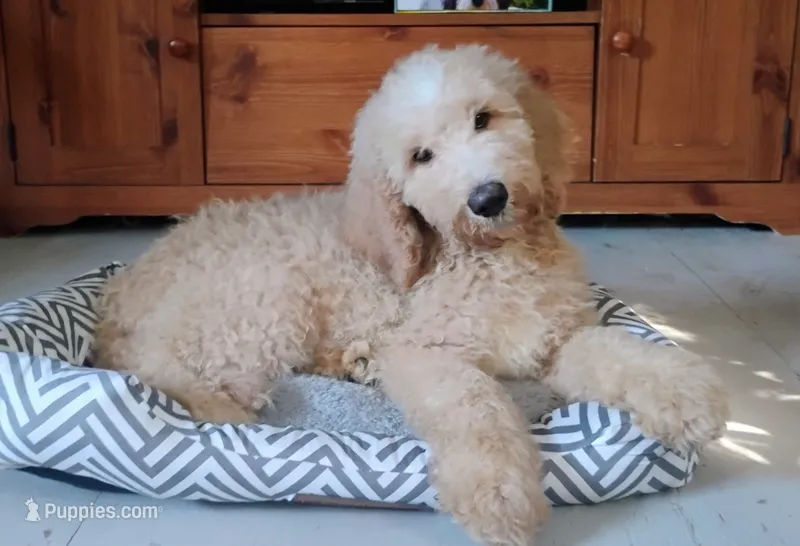 Teddy                    HYPOALLERGENIC  – Goldendoodle, Poodle - Standard  puppy for sale in Gainesville, MO