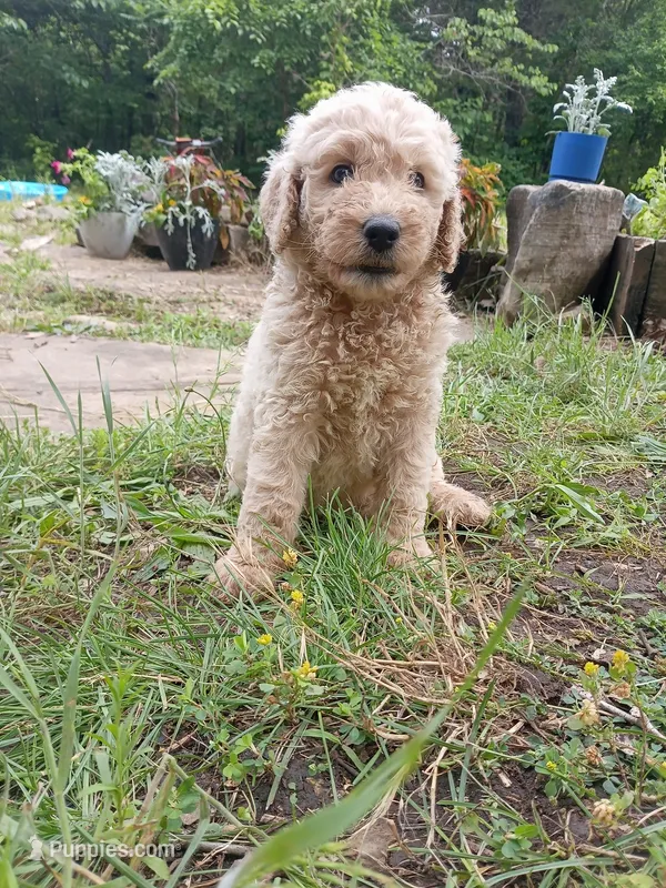 Max, a male Goldendoodle and Poodle - Standard  for sale in Gainesville, MO – 1 of 4