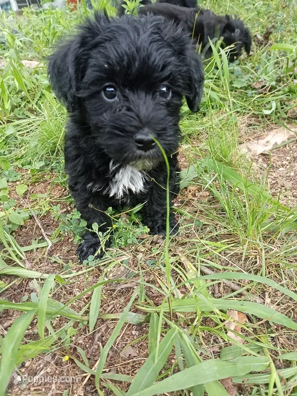 Buddy – Miniature Schnauzer, Havanese puppy for sale in Gainesville, MO