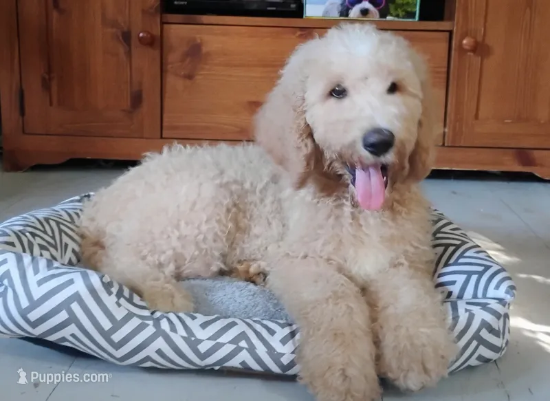 Teddy                    HYPOALLERGENIC  – Goldendoodle, Poodle - Standard  puppy for sale in Gainesville, MO