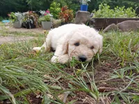 April Rose, a female Goldendoodle and Poodle - Standard  for sale in Gainesville, MO – 2 of 2