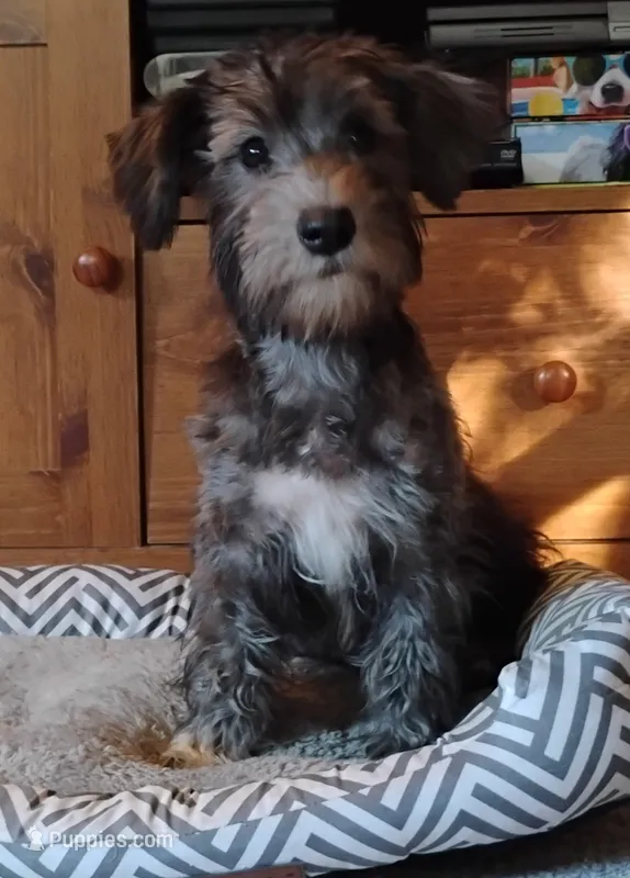 Bruce                 HYPOALLERGENIC  – Miniature Schnauzer, Havanese puppy for sale in Gainesville, MO