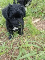 Buddy, a male Miniature Schnauzer and Havanese for sale in Gainesville, MO – 6 of 6