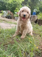 Max, a male Goldendoodle and Poodle - Standard  for sale in Gainesville, MO – 4 of 4