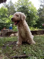 Remi, a male Goldendoodle and Poodle - Standard  for sale in Gainesville, MO – 3 of 3