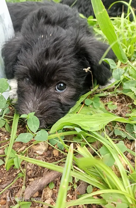 Bruce – Miniature Schnauzer, Havanese puppy for sale in Gainesville, MO