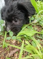 Bruce, a male Miniature Schnauzer and Havanese for sale in Gainesville, MO – 4 of 4