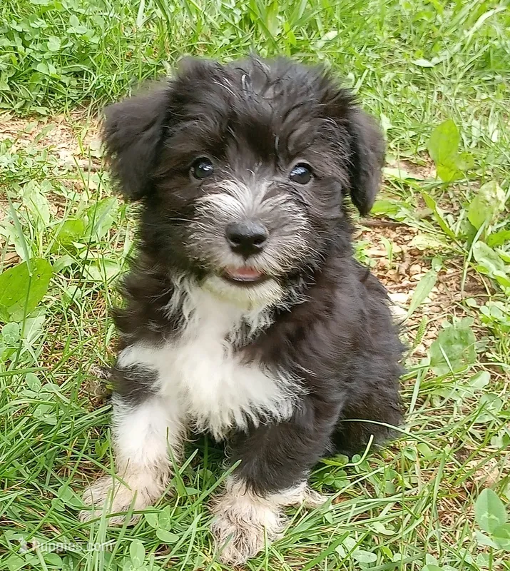 Bishop – Miniature Schnauzer, Havanese puppy for sale in Gainesville, MO